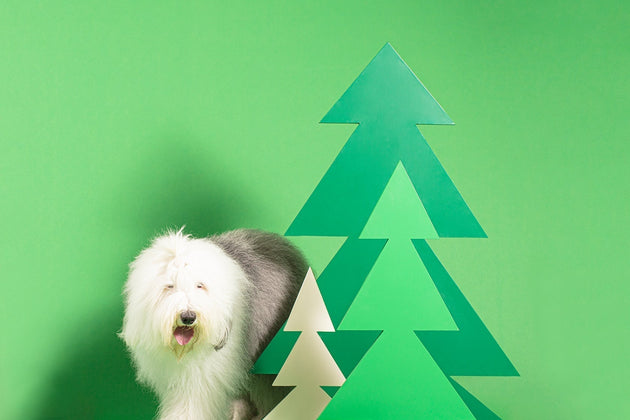 Ticks on dogs: checking, prevention and removal