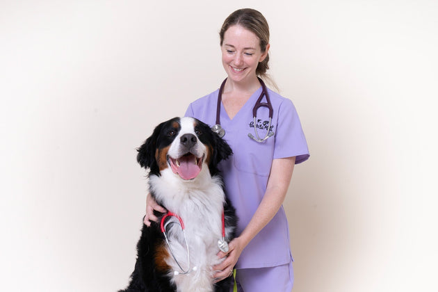 How antibiotics affect your dog's gut health