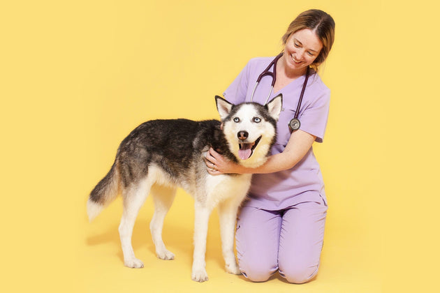 Vet Explains: Why retesting your dog's gut is crucial to their health and wellbeing