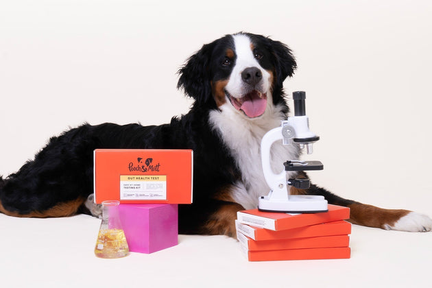 Your dog’s gut health: What is a microbiome?