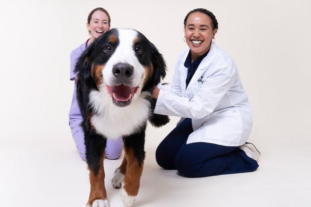The importance of a balanced gut microbiome in dogs