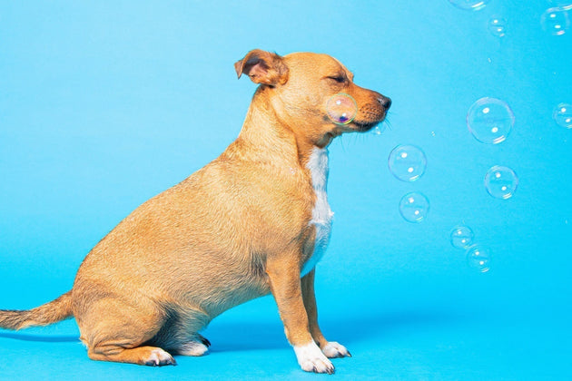 Why do your dog's farts smell so bad?