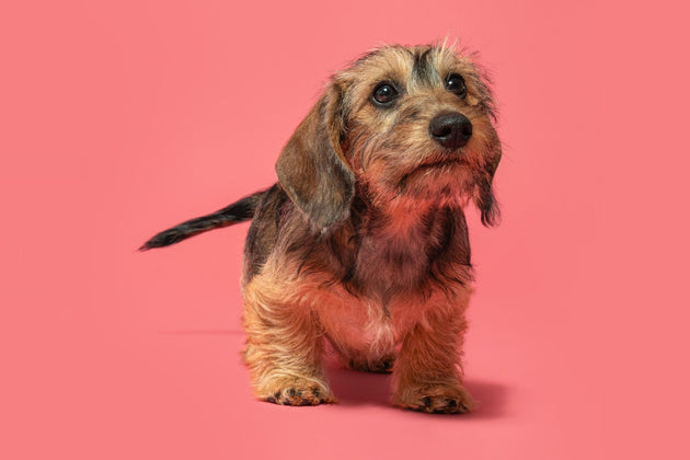 Why you should prioritise your puppy's gut health