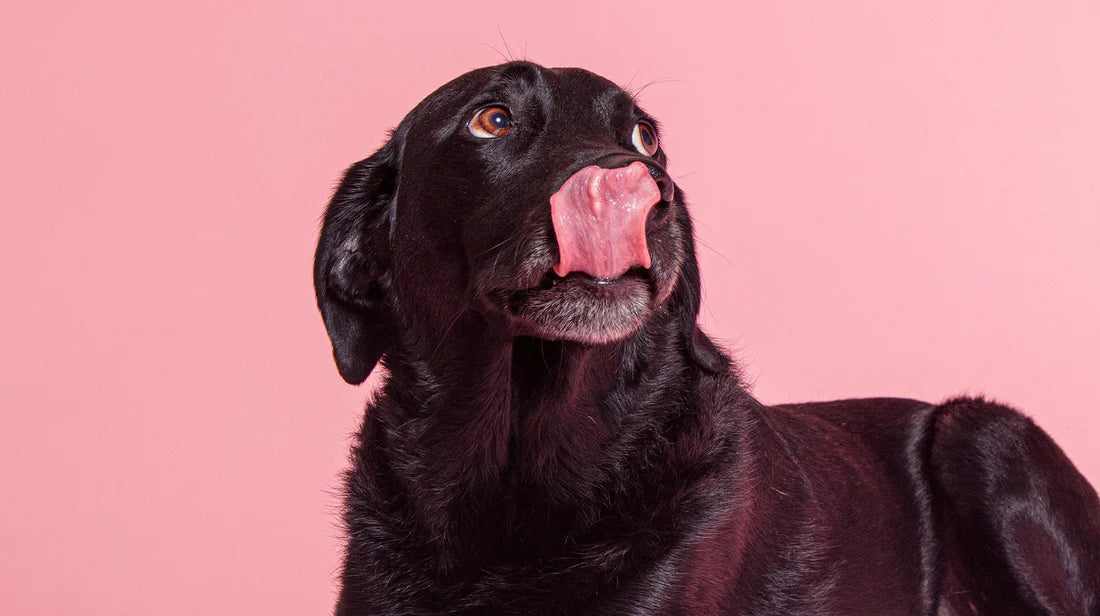 How your dog's gut health could be causing them stress and anxiety