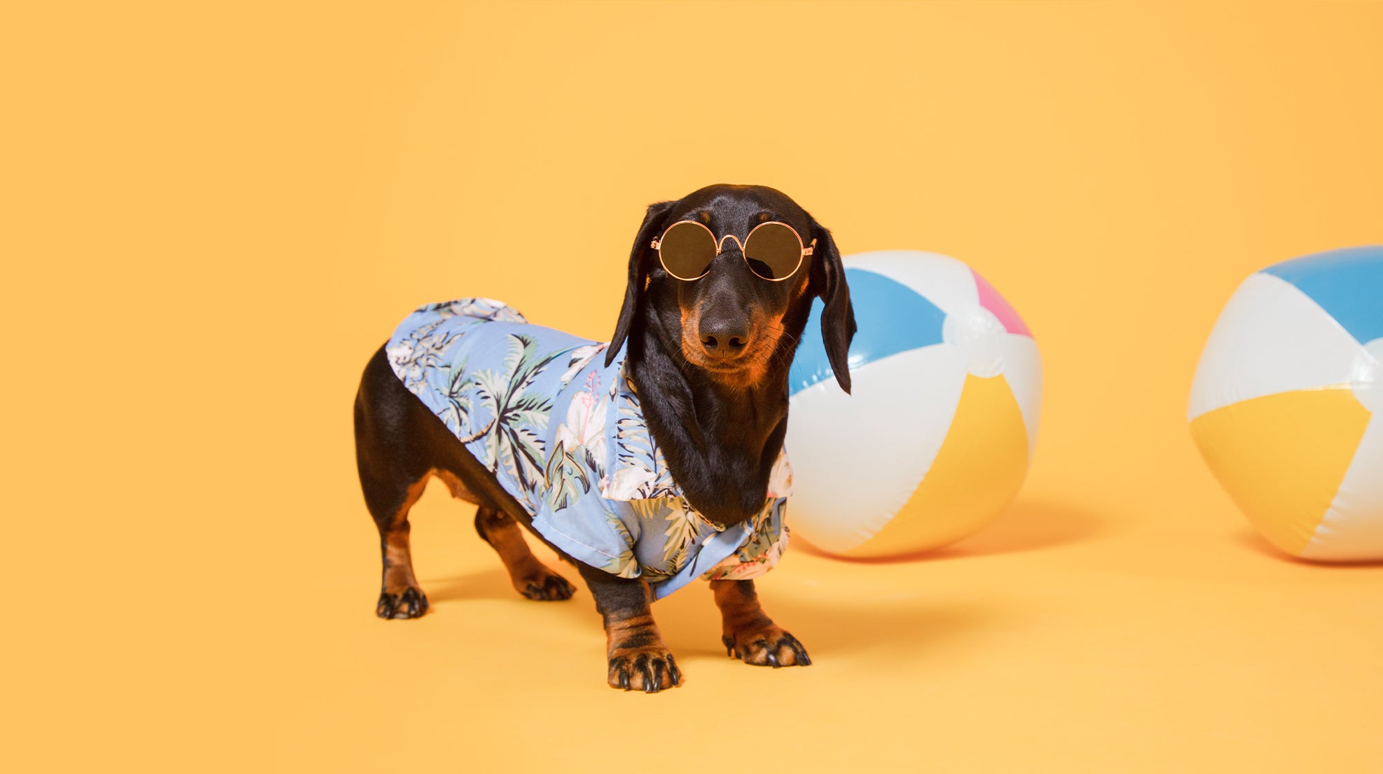 My dog ate sausage deals