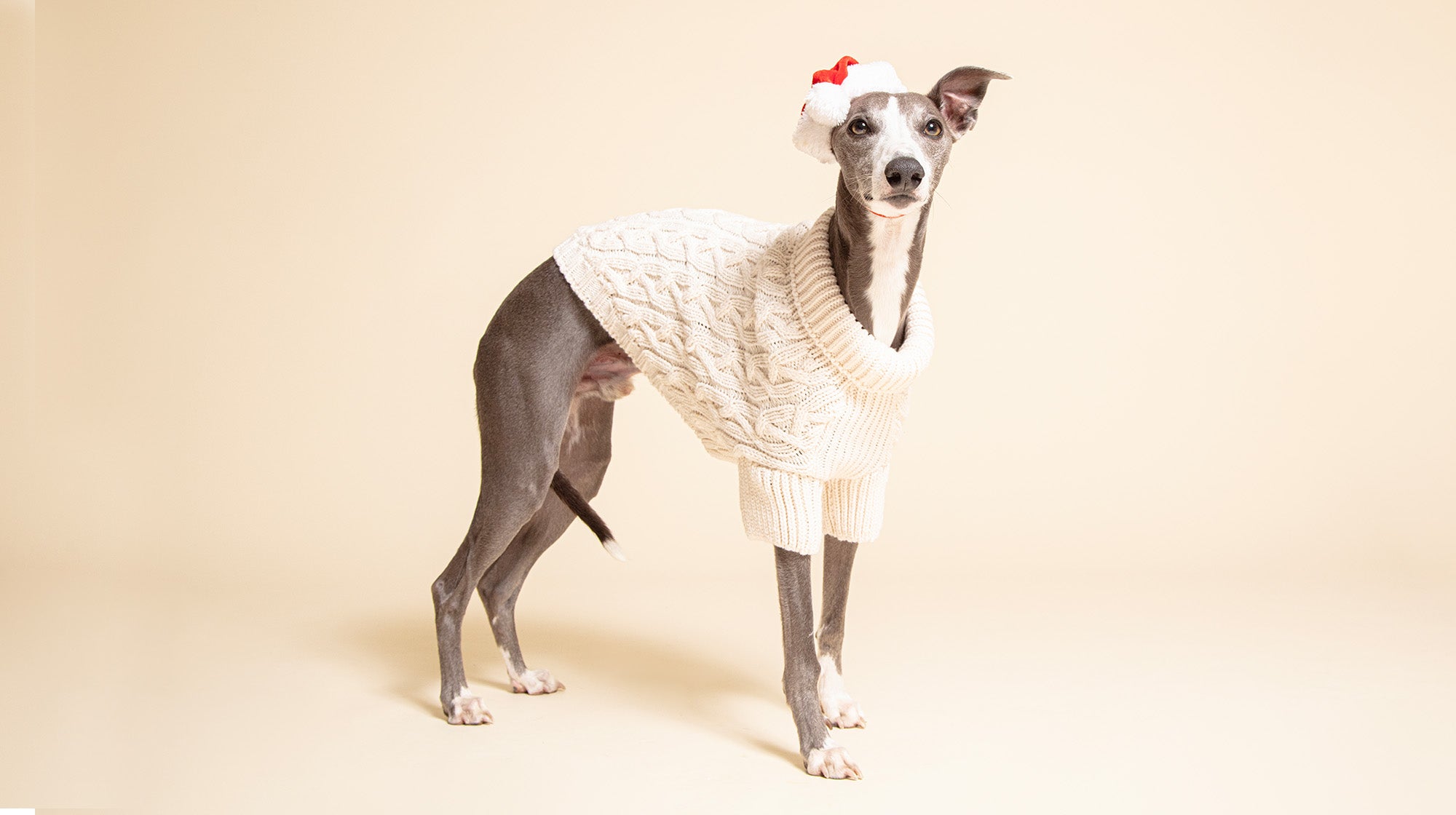 Dog hates sweater top
