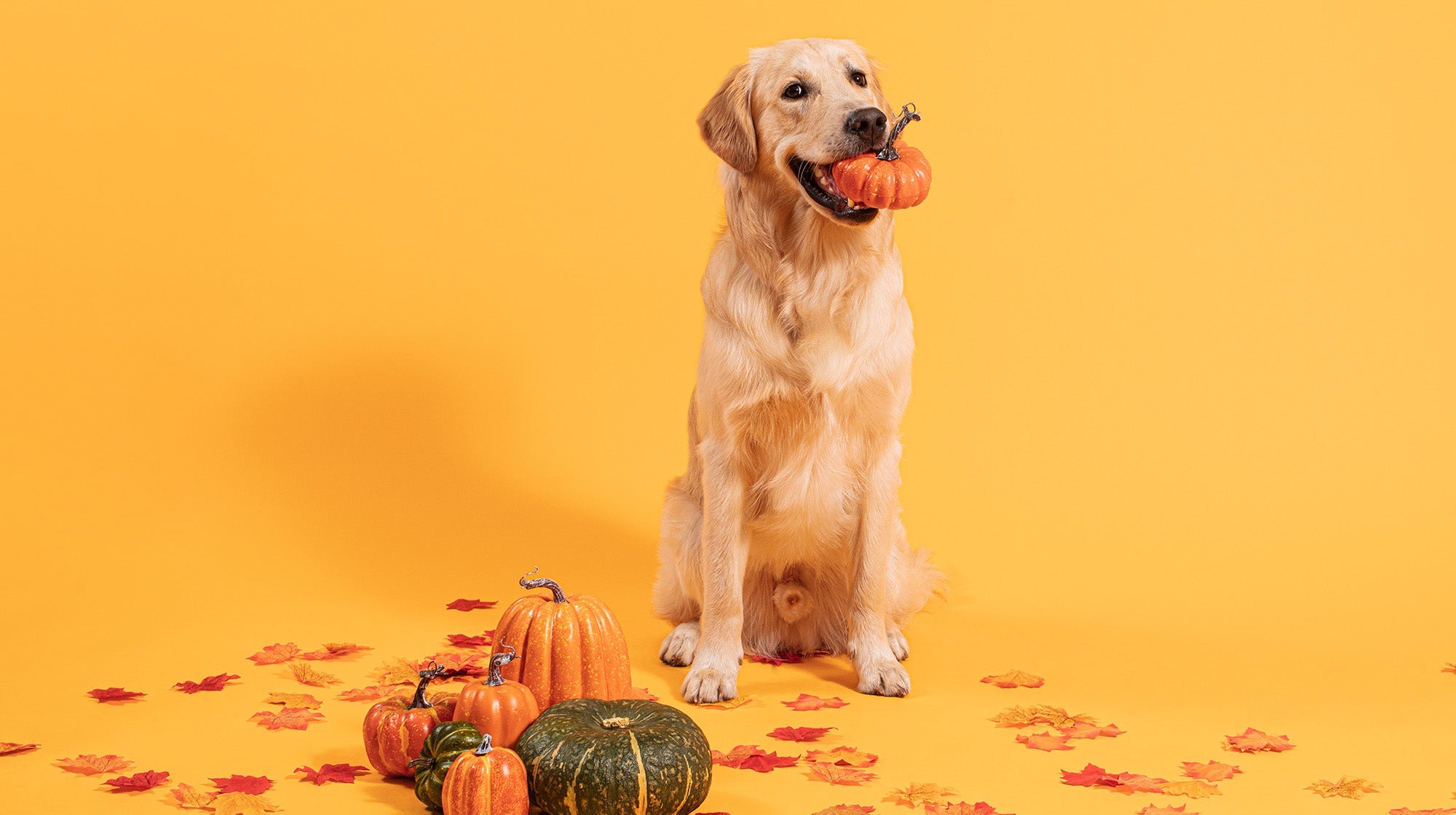 Can Dogs eat Pumpkin, and what are the Benefits? | Pooch & Mutt