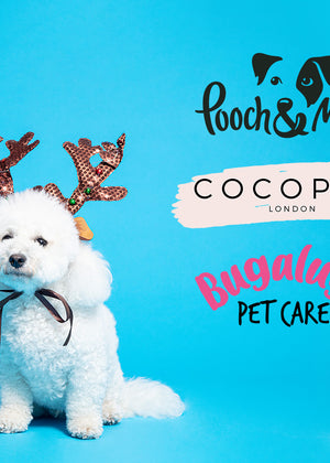 Create a Pooch Christmas Eve Box - with Pooch & Mutt, Bugalugs and Cocopup