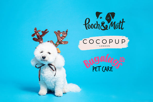 Create a Pooch Christmas Eve Box - with Pooch & Mutt, Bugalugs and Cocopup