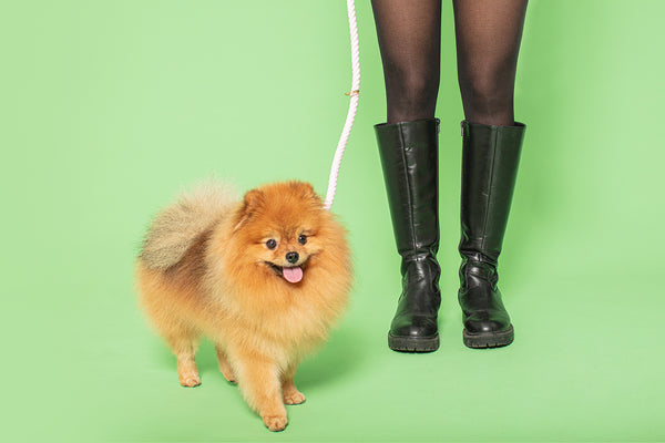 Puppy Lead Training:  How to teach a puppy to walk on a leash