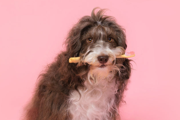 How to clean your dog’s teeth