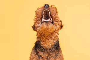 Dog Teeth Chattering - why they do it and what it means