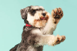 Arthritis in dogs