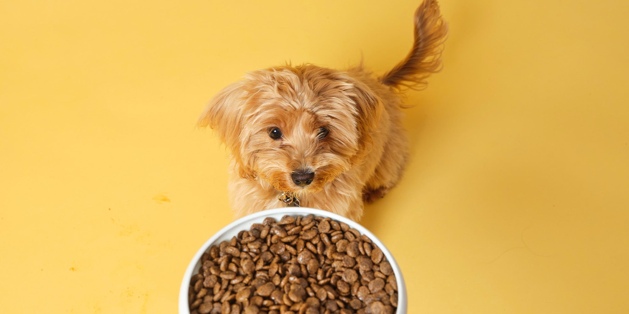 https://www.poochandmutt.co.uk/cdn/shop/articles/A_guide_to_grain-free_food_-_HEADER.jpg?v=1685612152