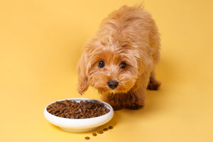 What is the best food for dogs with sensitive stomachs?