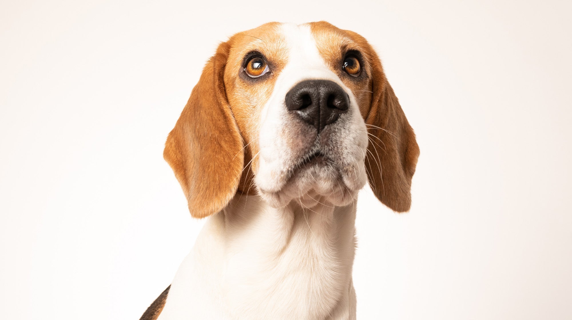 beagle off lead