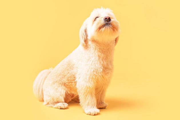 Is sniffing good for dogs?