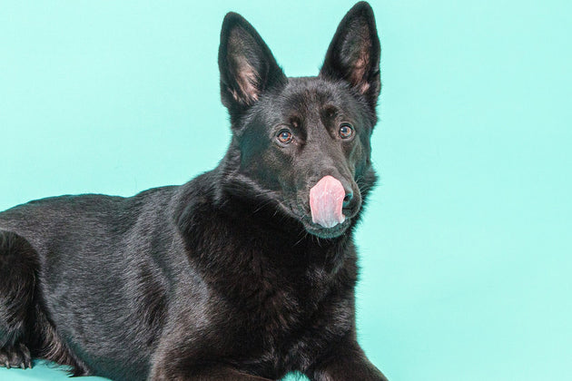 Phantom pregnancy in dogs:  Symptoms and causes