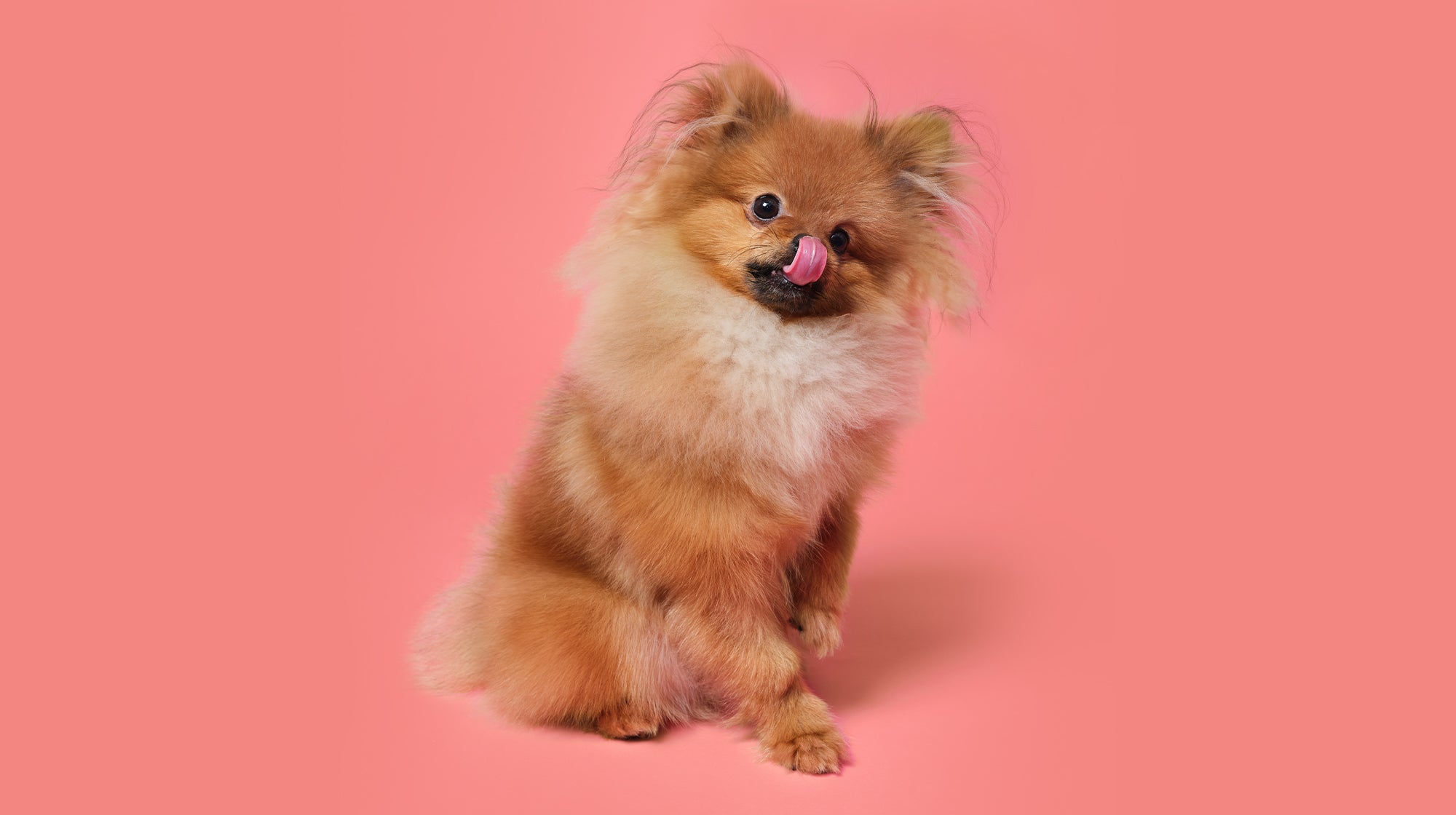 Can dogs eat raw chicken livers sale