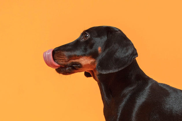 Benefits of Turmeric for dogs