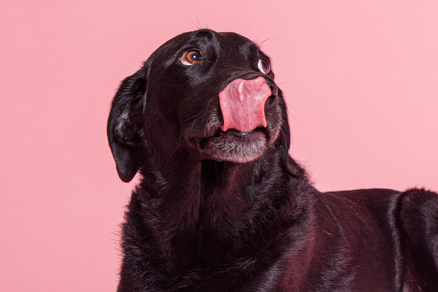 How your dog's gut health could be causing them stress and anxiety