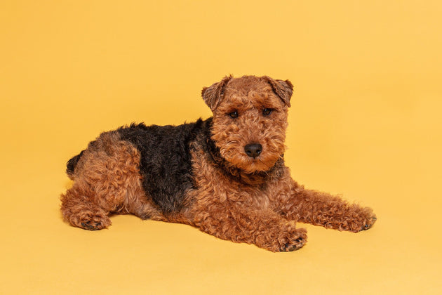 Finding the best food for pancreatitis in dogs