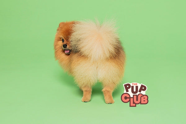 Everything you need to know about your puppy