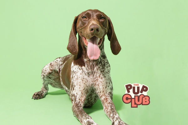 Puppy not drinking? Why water is so important