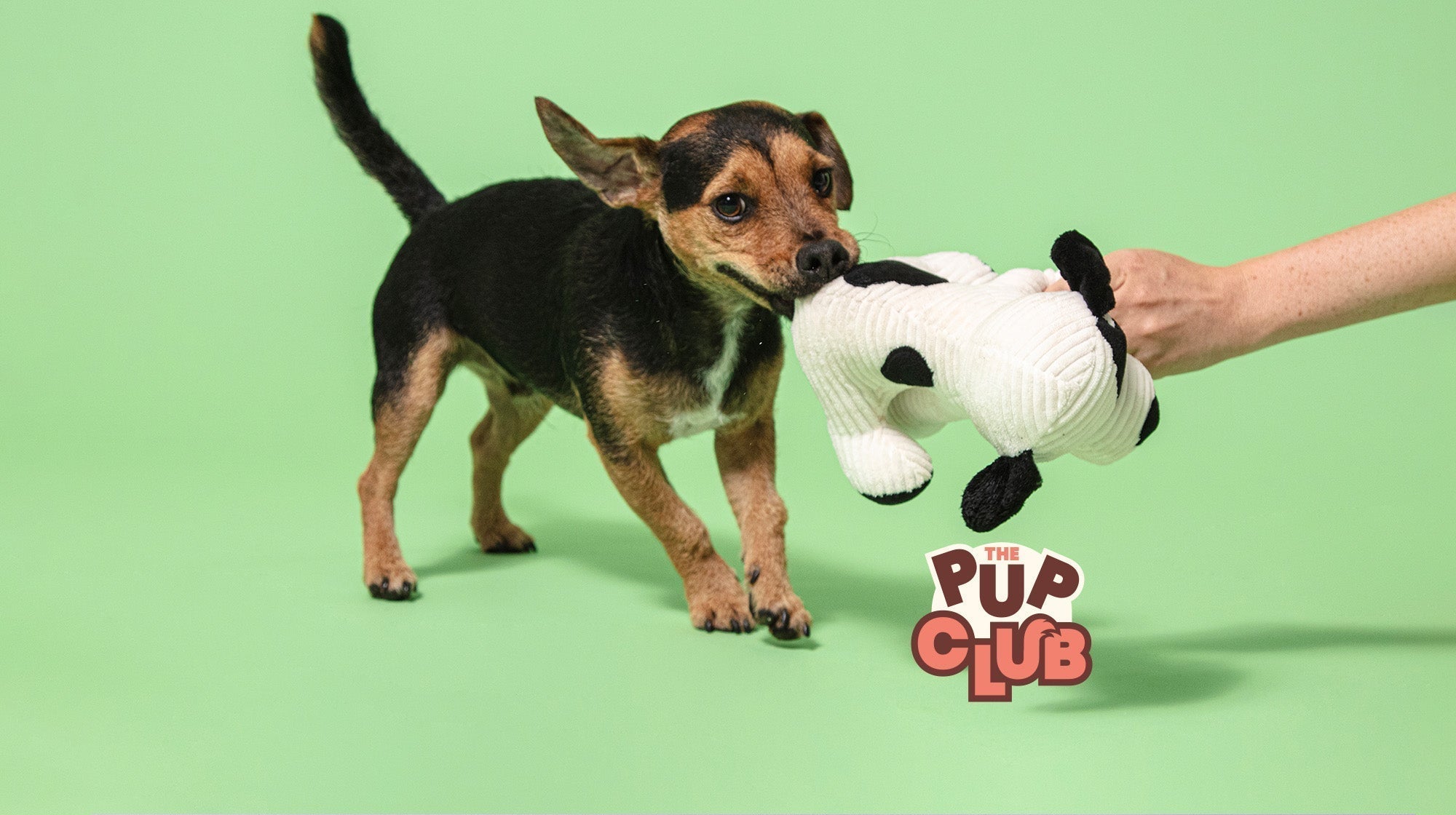 helping puppies with teething