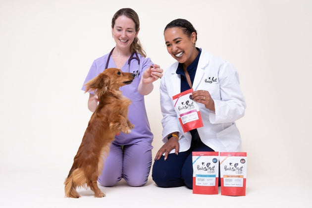 Vet Explains: Why and how should we be exploring our dog's gut health?