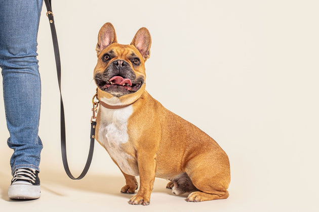 How where you live is affecting your dog’s gut