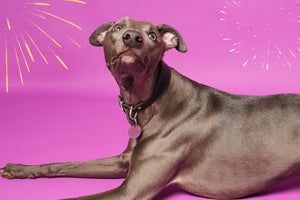 How to reduce your dog's anxiety on Bonfire Night