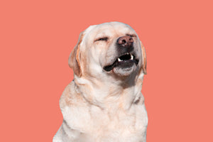Can dogs get hay fever?