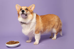 Overweight dogs: how to help your dog lose weight