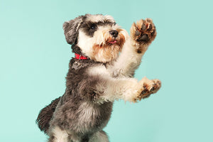 3 things your active dog needs in their diet