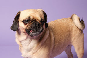 Dog poo- What it can tell you about dog health