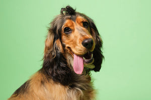 Probiotics for dogs: Health Benefits