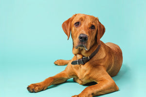 Everything You Didn’t Know About Microchipping your Pet