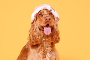 Can dogs get sunburn?