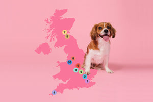 The Most Dog-Friendly Places in the UK
