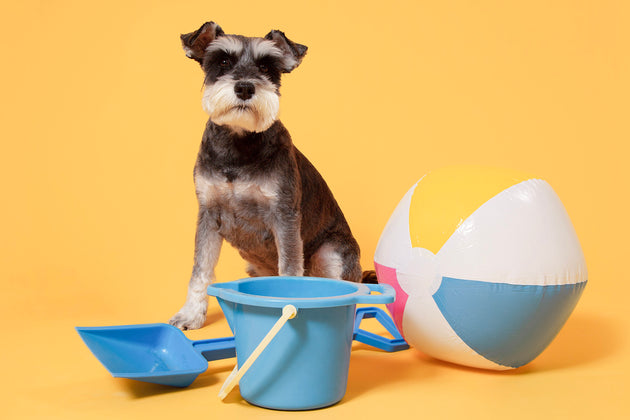 Dogs and hot cars: What you need to know