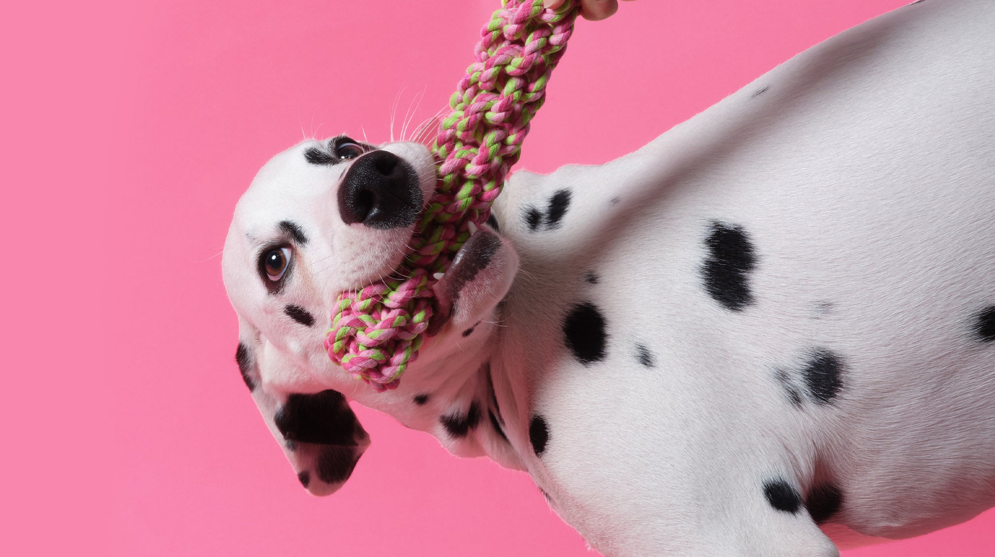Why your dog needs enrichment toys