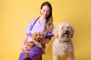 9 Top Tips for Dogs in Hot Weather