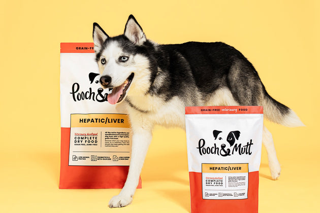 Liver Disease in Dogs: Symptoms, Stages & Treatment