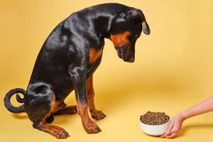 Dog Stopped Eating Dry Food? How to Make It More Appealing…