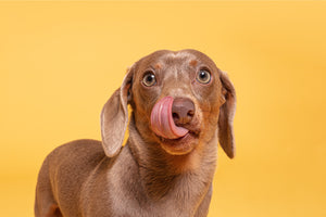 Dog Friendly Pancakes for Pancake Day
