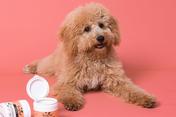 Puppy Grooming Advice: What age should I start grooming my Puppy?