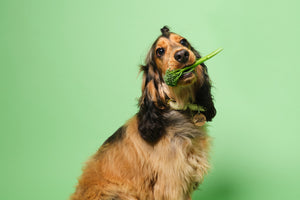 Give a dog a bone? Raw food for dogs vs wet and dry dog food