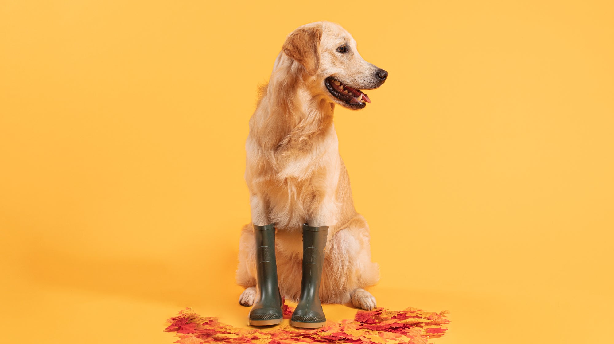 7 Indoor Dog Enrichment Ideas for Rainy Days