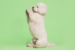 Crufts worthy: 4 easy dog agility training tricks